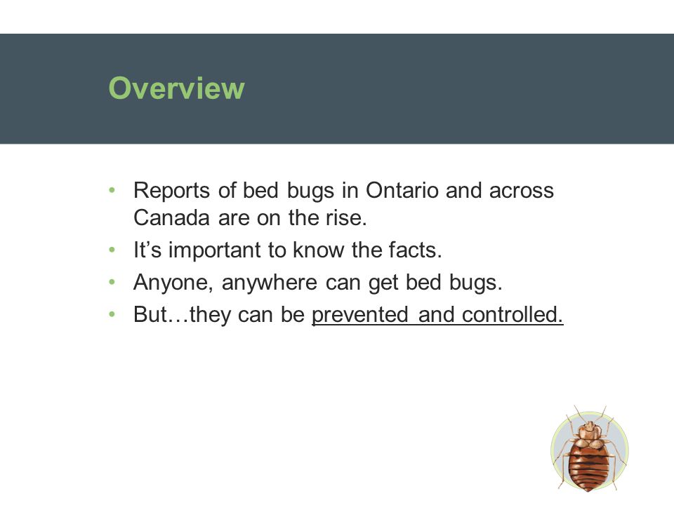 Overview Reports of bed bugs in Ontario and across Canada are on the rise.