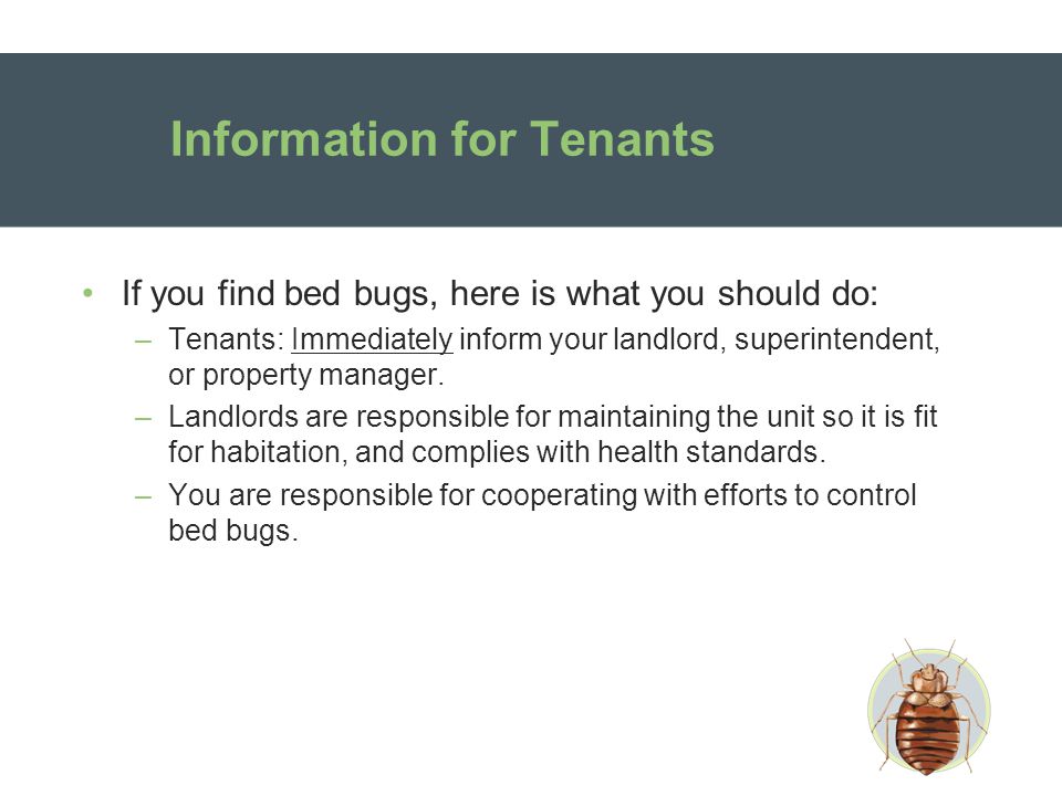 Information for Tenants If you find bed bugs, here is what you should do: –Tenants: Immediately inform your landlord, superintendent, or property manager.
