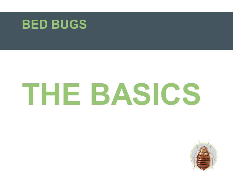 BED BUGS THE BASICS