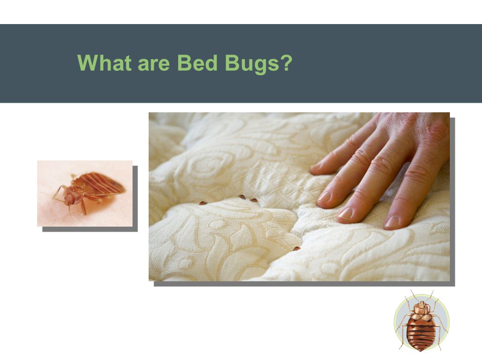 What are Bed Bugs