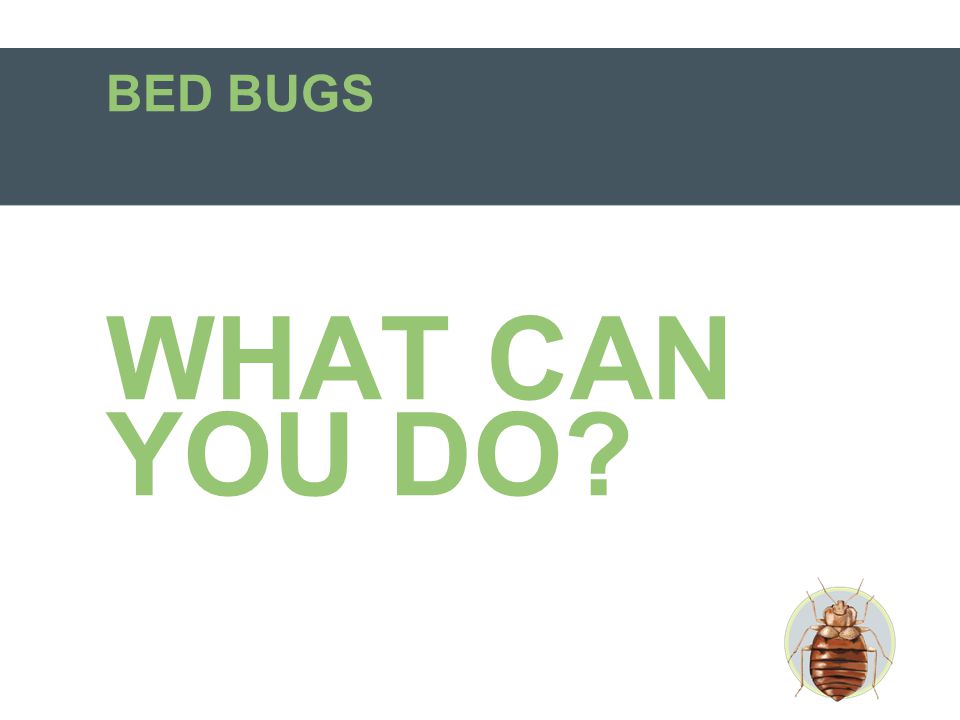 BED BUGS WHAT CAN YOU DO