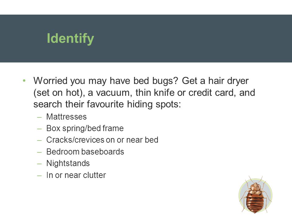 Identify Worried you may have bed bugs.