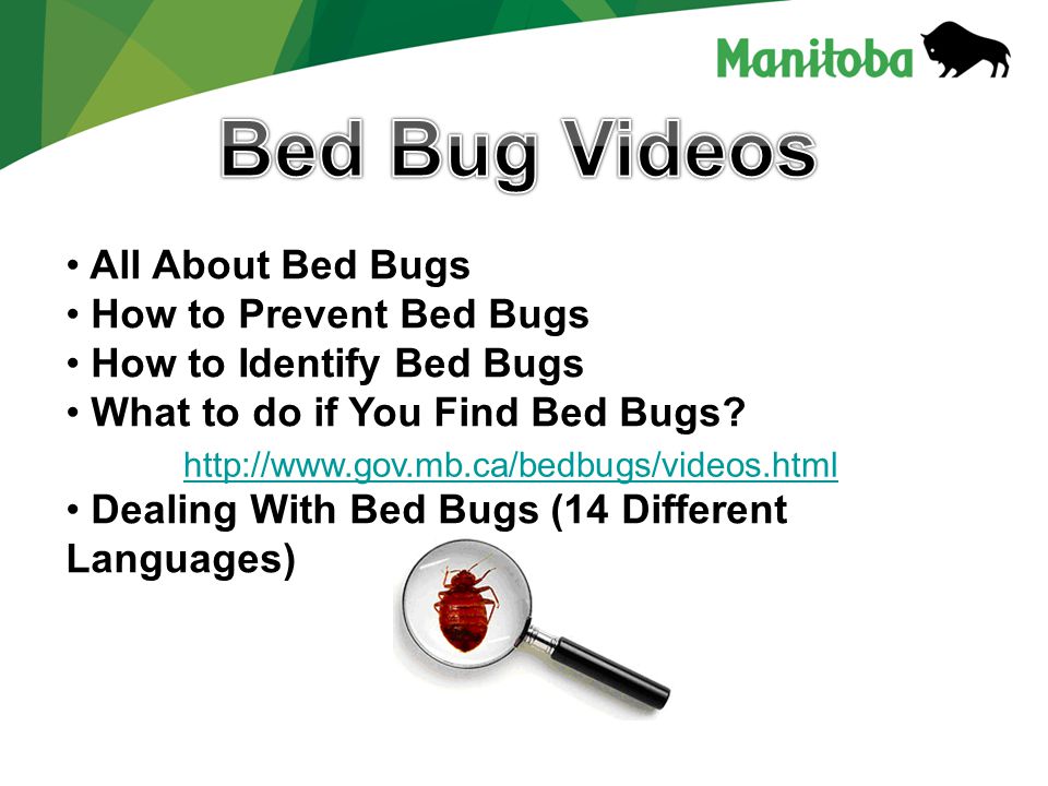 All About Bed Bugs How to Prevent Bed Bugs How to Identify Bed Bugs What to do if You Find Bed Bugs.