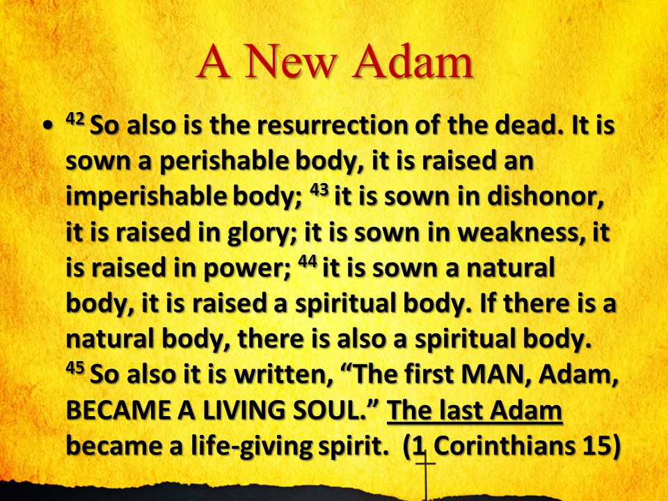 A New Adam 42 So also is the resurrection of the dead.