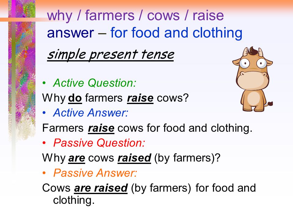 why / farmers / cows / raise answer – for food and clothing simple present tense Active Question: Why do farmers raise cows.