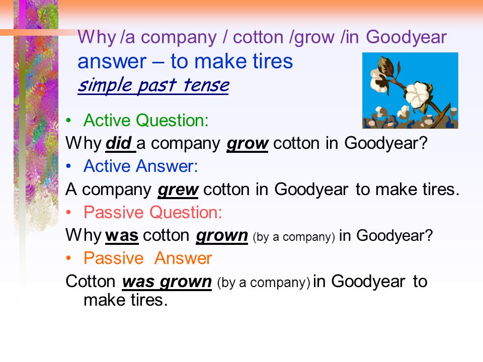 Why /a company / cotton /grow /in Goodyear answer – to make tires simple past tense Active Question: Why did a company grow cotton in Goodyear.