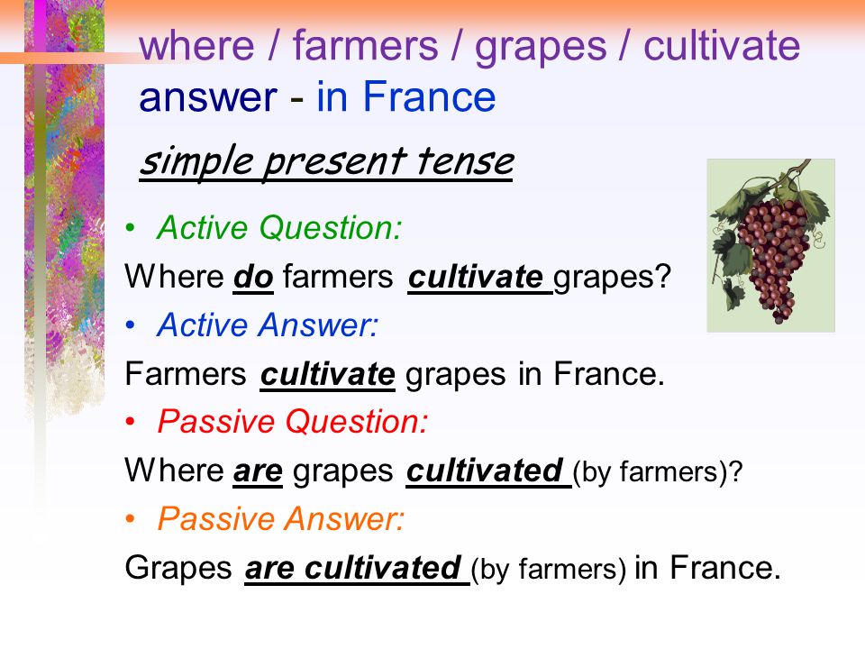 where / farmers / grapes / cultivate answer - in France simple present tense Active Question: Where do farmers cultivate grapes.