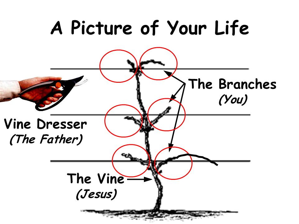A Picture of Your Life The Vine (Jesus) The Branches (You) Vine Dresser (The Father)