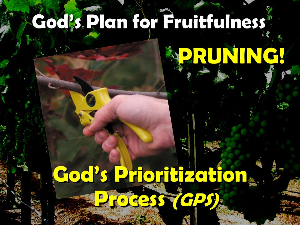 God’s Plan for Fruitfulness PRUNING.