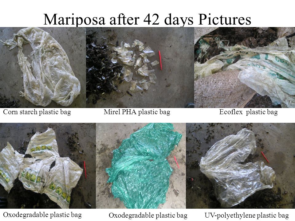 26 Mariposa after 42 days Pictures Oxodegradable plastic bag UV-polyethylene plastic bag Mirel PHA plastic bagCorn starch plastic bagEcoflex plastic bag