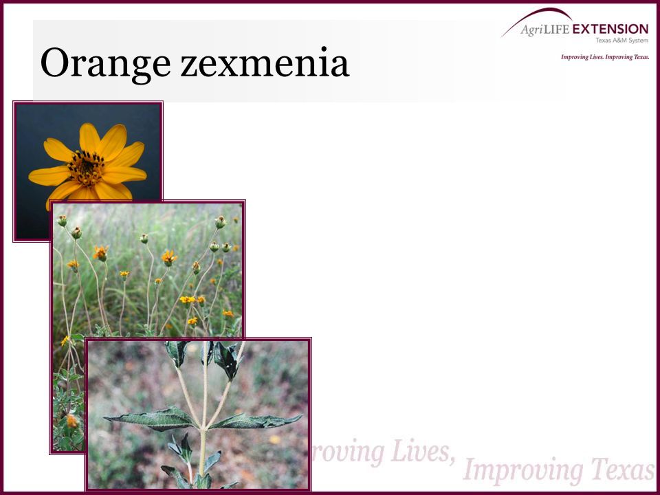 Orange zexmenia