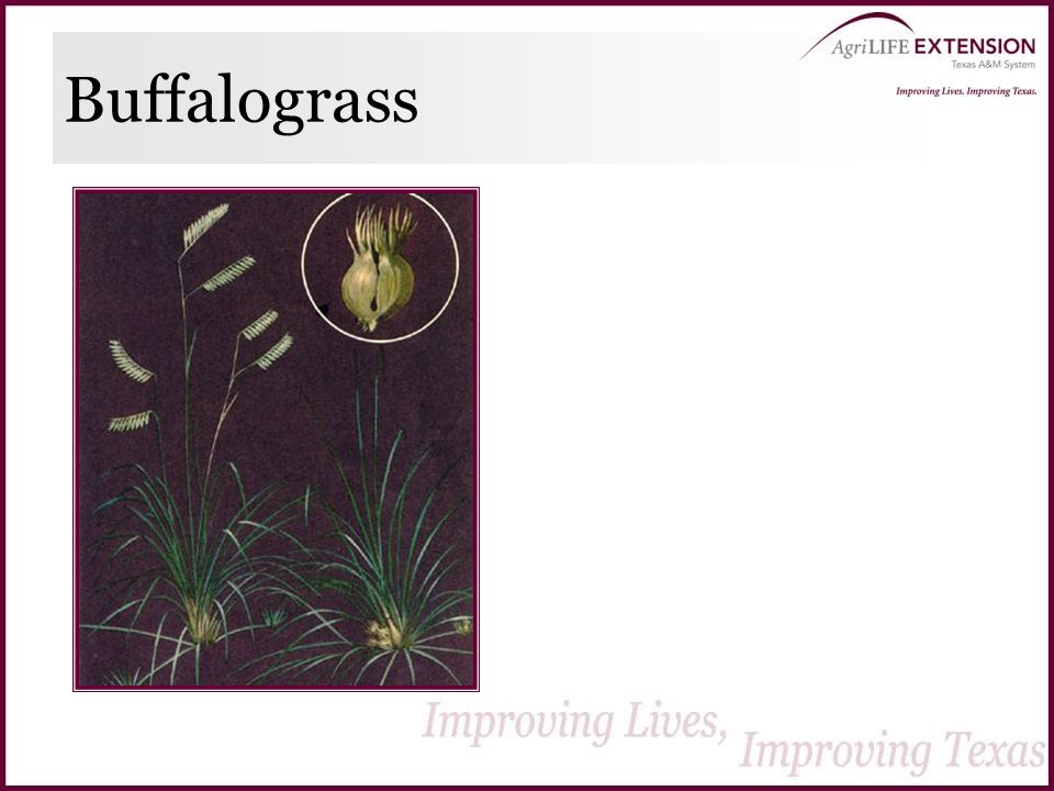 Buffalograss