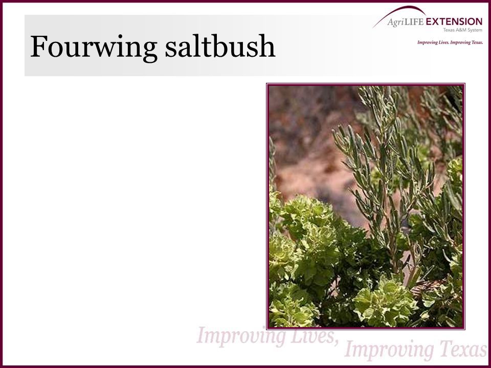 Fourwing saltbush