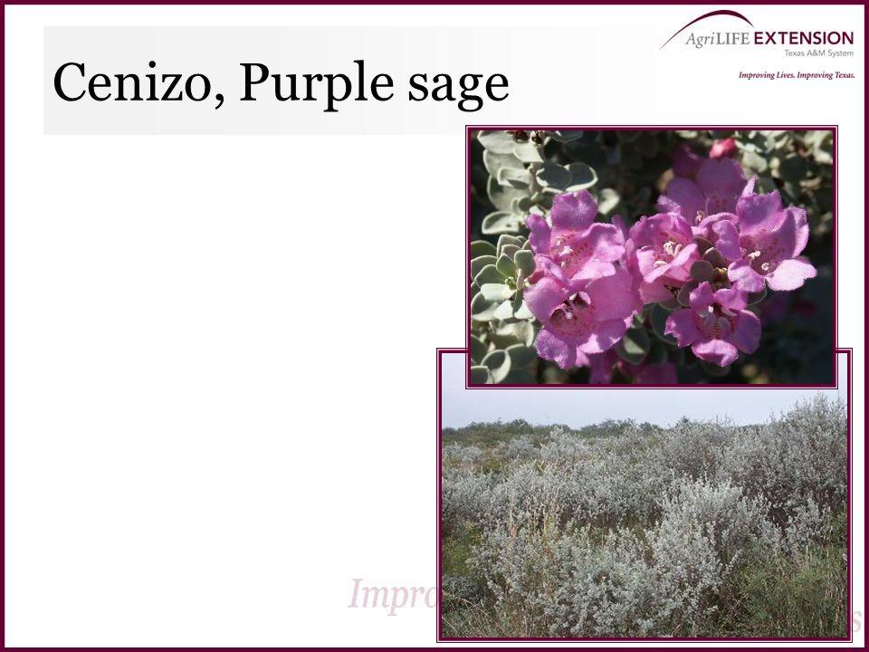 Cenizo, Purple sage