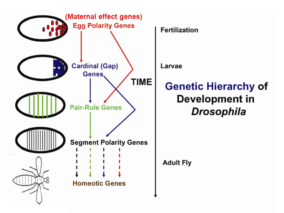 (Maternal effect genes)