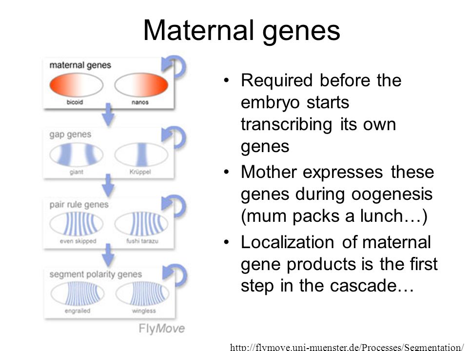 Maternal genes Required before the embryo starts transcribing its own genes Mother expresses these genes during oogenesis (mum packs a lunch…) Localization of maternal gene products is the first step in the cascade…