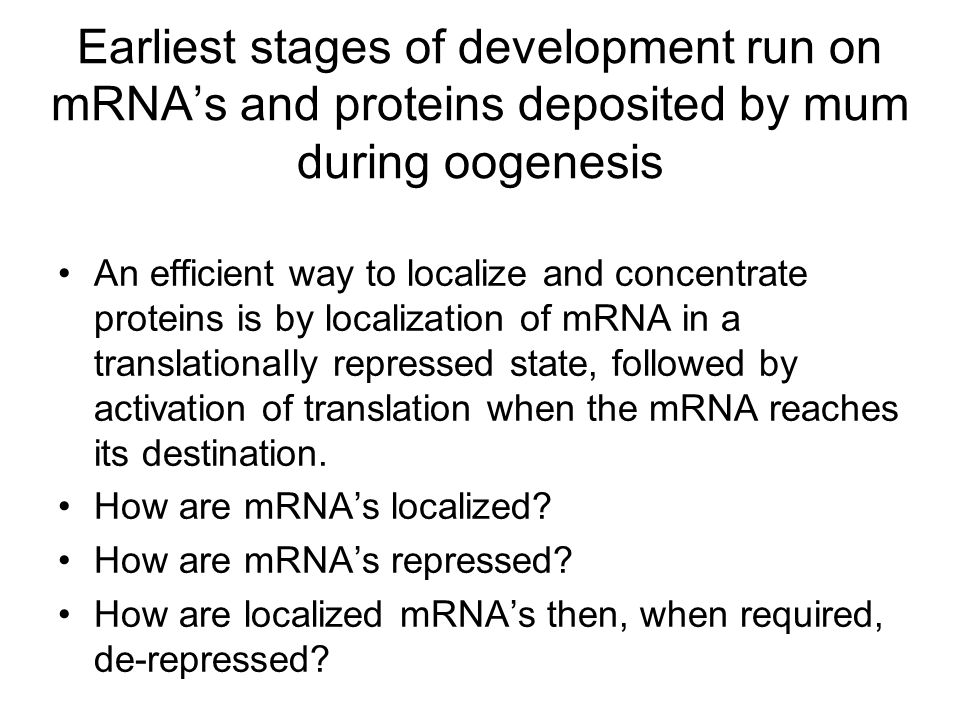 Earliest stages of development run on mRNA’s and proteins deposited by mum during oogenesis An efficient way to localize and concentrate proteins is by localization of mRNA in a translationally repressed state, followed by activation of translation when the mRNA reaches its destination.