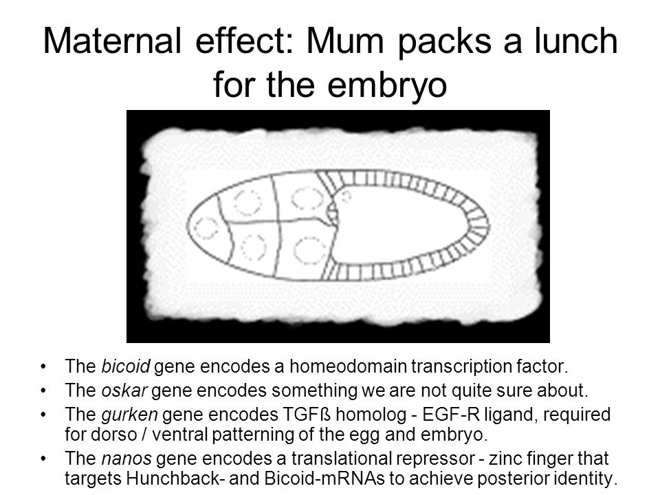 Maternal effect: Mum packs a lunch for the embryo The bicoid gene encodes a homeodomain transcription factor.