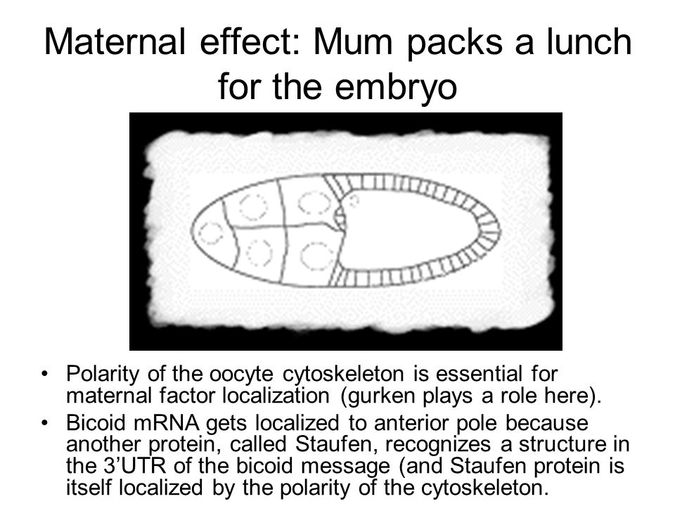 Maternal effect: Mum packs a lunch for the embryo Polarity of the oocyte cytoskeleton is essential for maternal factor localization (gurken plays a role here).
