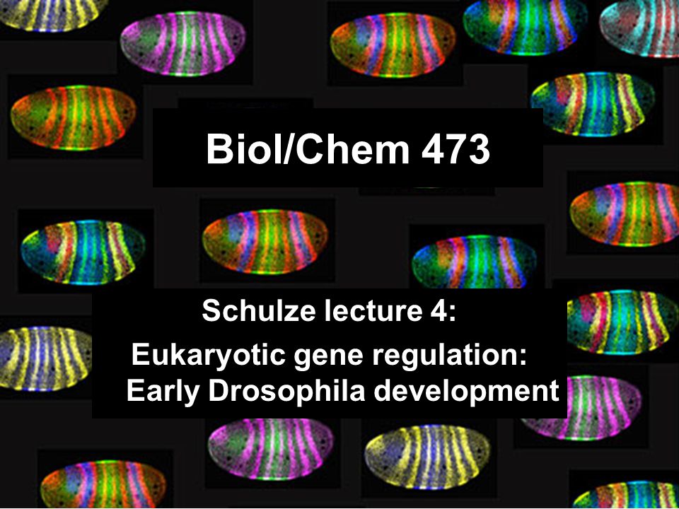 Biol/Chem 473 Schulze lecture 4: Eukaryotic gene regulation: Early Drosophila development