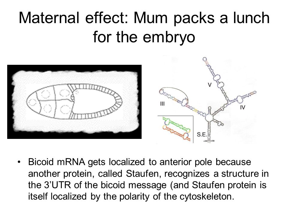 Maternal effect: Mum packs a lunch for the embryo Bicoid mRNA gets localized to anterior pole because another protein, called Staufen, recognizes a structure in the 3’UTR of the bicoid message (and Staufen protein is itself localized by the polarity of the cytoskeleton.