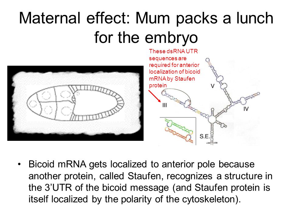 Maternal effect: Mum packs a lunch for the embryo Bicoid mRNA gets localized to anterior pole because another protein, called Staufen, recognizes a structure in the 3’UTR of the bicoid message (and Staufen protein is itself localized by the polarity of the cytoskeleton).