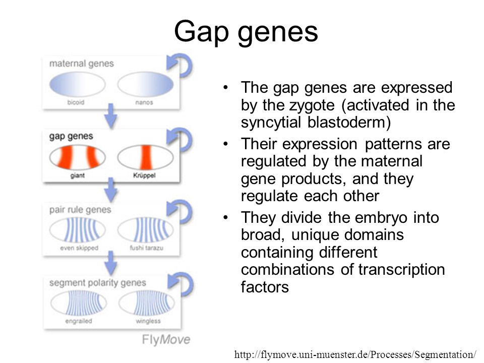 Gap genes The gap genes are expressed by the zygote (activated in the syncytial blastoderm) Their expression patterns are regulated by the maternal gene products, and they regulate each other They divide the embryo into broad, unique domains containing different combinations of transcription factors