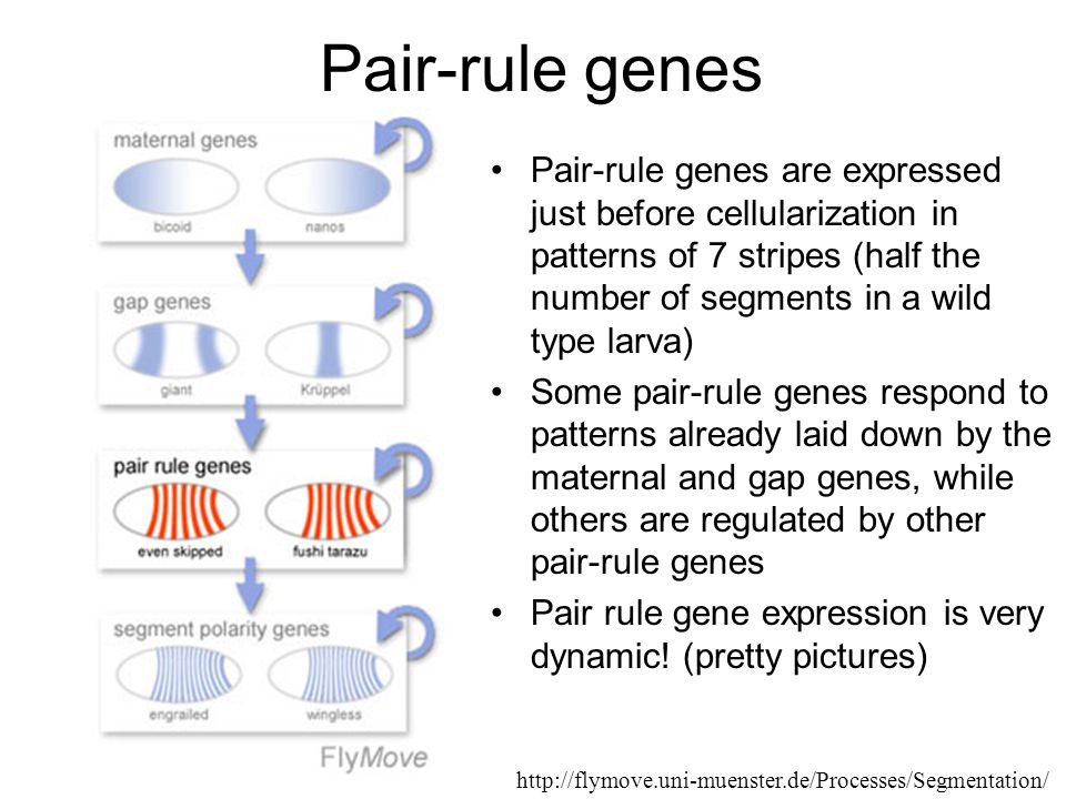 Pair-rule genes Pair-rule genes are expressed just before cellularization in patterns of 7 stripes (half the number of segments in a wild type larva) Some pair-rule genes respond to patterns already laid down by the maternal and gap genes, while others are regulated by other pair-rule genes Pair rule gene expression is very dynamic.