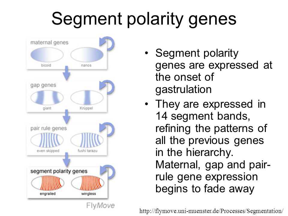 Segment polarity genes Segment polarity genes are expressed at the onset of gastrulation They are expressed in 14 segment bands, refining the patterns of all the previous genes in the hierarchy.