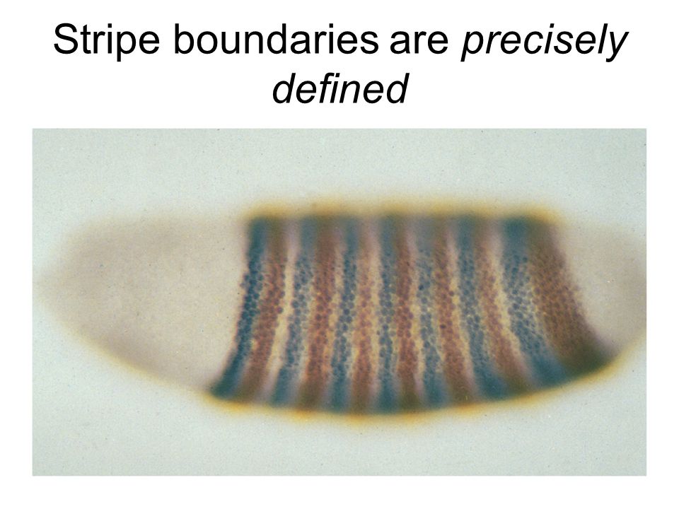Stripe boundaries are precisely defined