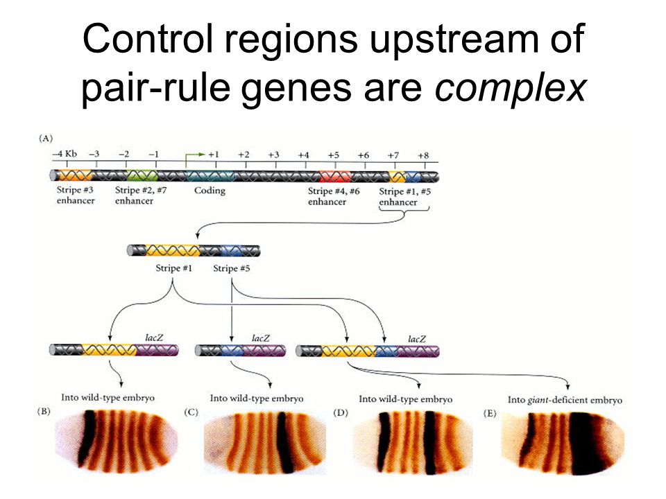 Control regions upstream of pair-rule genes are complex