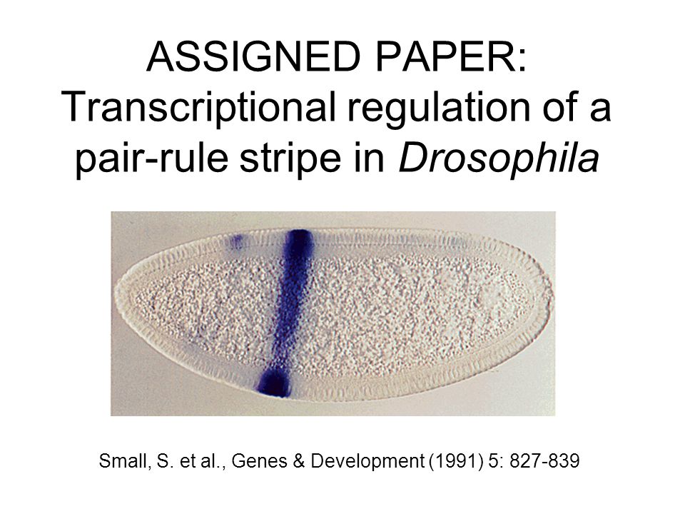 ASSIGNED PAPER: Transcriptional regulation of a pair-rule stripe in Drosophila Small, S.