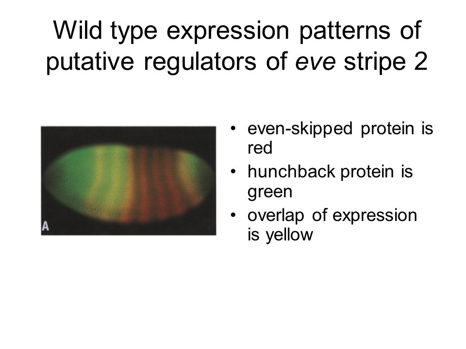 Wild type expression patterns of putative regulators of eve stripe 2 even-skipped protein is red hunchback protein is green overlap of expression is yellow