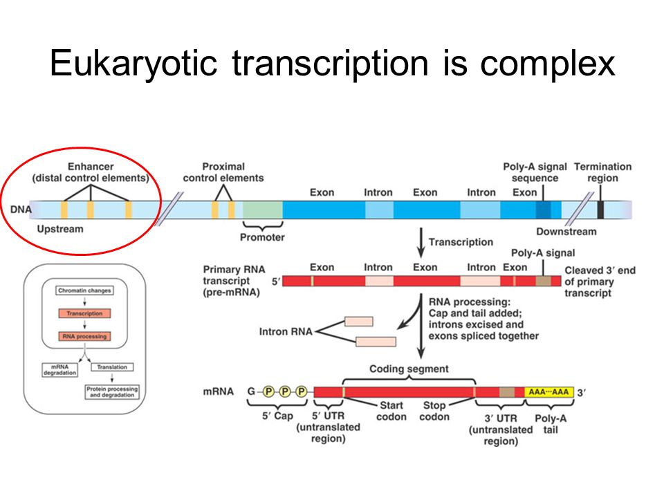 Eukaryotic transcription is complex