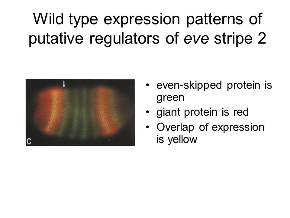 even-skipped protein is green giant protein is red Overlap of expression is yellow Wild type expression patterns of putative regulators of eve stripe 2