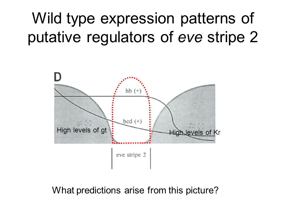 Wild type expression patterns of putative regulators of eve stripe 2 What predictions arise from this picture.