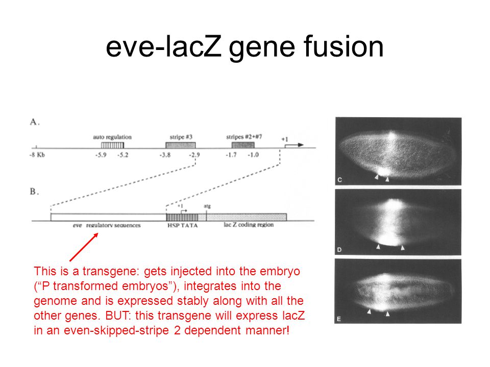 eve-lacZ gene fusion This is a transgene: gets injected into the embryo ( P transformed embryos ), integrates into the genome and is expressed stably along with all the other genes.