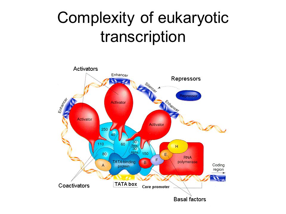 Complexity of eukaryotic transcription