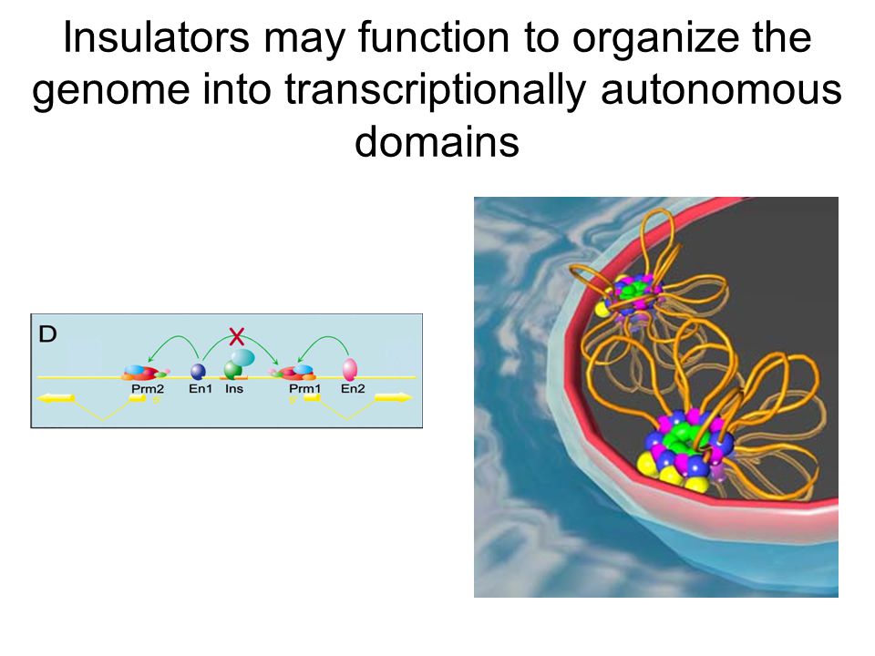 Insulators may function to organize the genome into transcriptionally autonomous domains