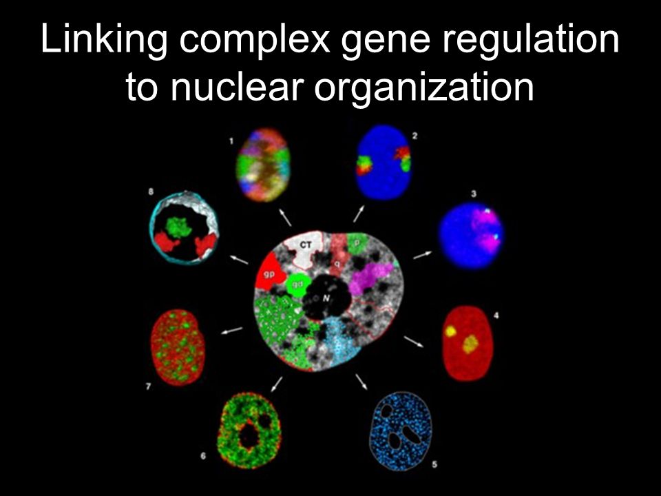 Linking complex gene regulation to nuclear organization
