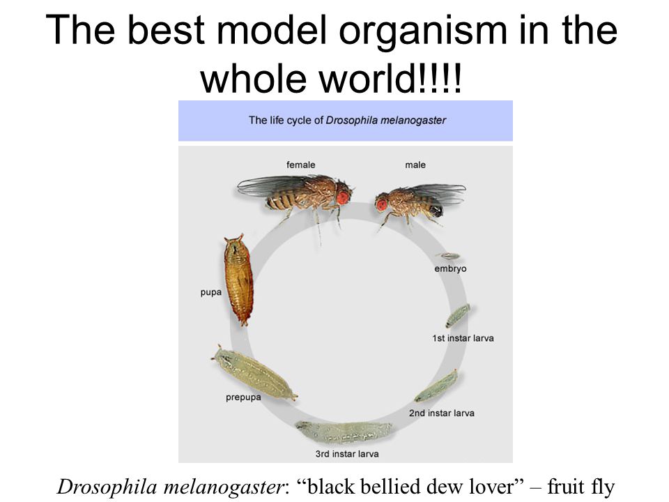 The best model organism in the whole world!!!.