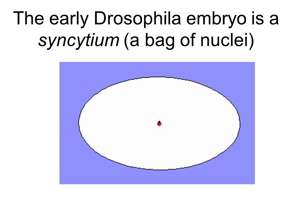 The early Drosophila embryo is a syncytium (a bag of nuclei)