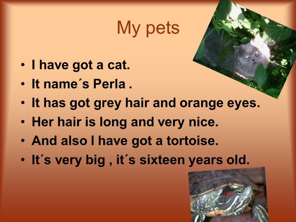 My pets I have got a cat. It name´s Perla. It has got grey hair and orange eyes.