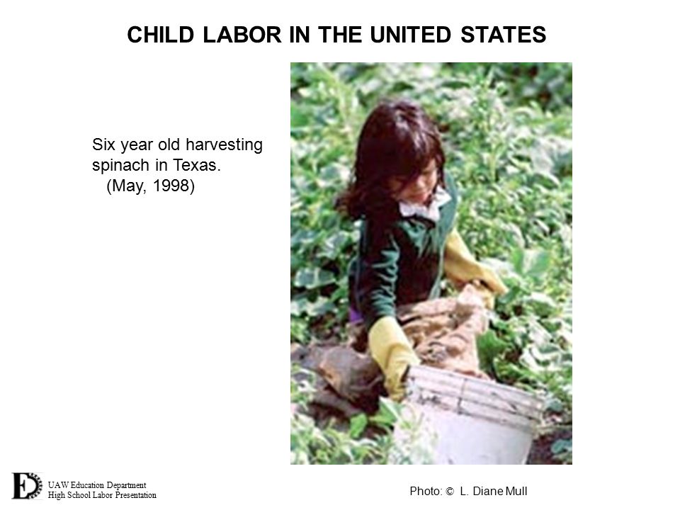 UAW Education Department High School Labor Presentation CHILD LABOR IN THE UNITED STATES Six year old harvesting spinach in Texas.