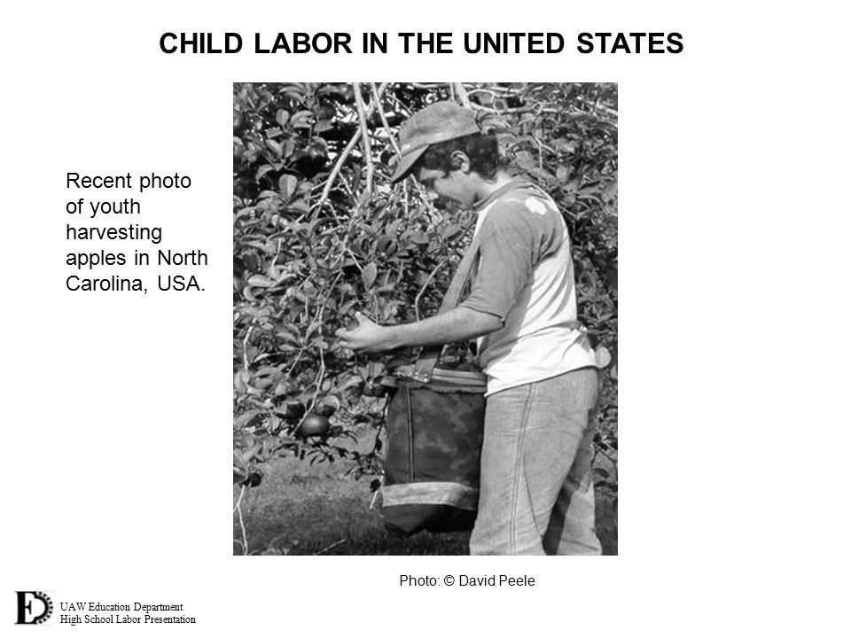 UAW Education Department High School Labor Presentation CHILD LABOR IN THE UNITED STATES Recent photo of youth harvesting apples in North Carolina, USA.