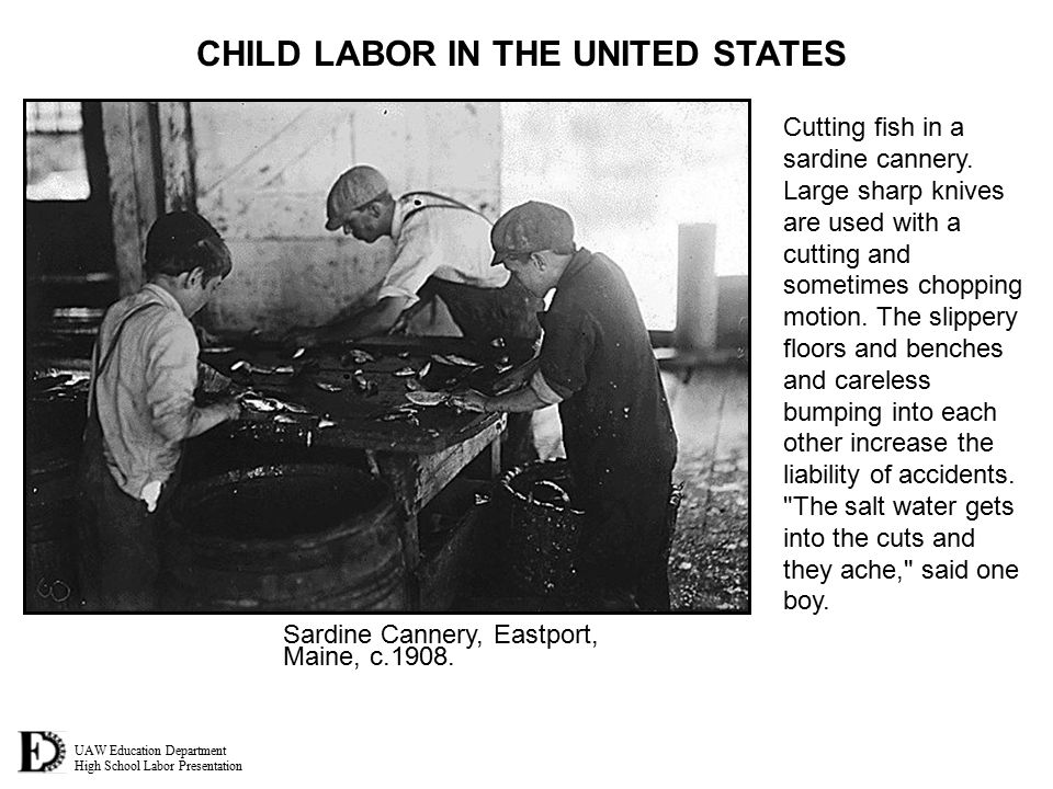 UAW Education Department High School Labor Presentation CHILD LABOR IN THE UNITED STATES Cutting fish in a sardine cannery.