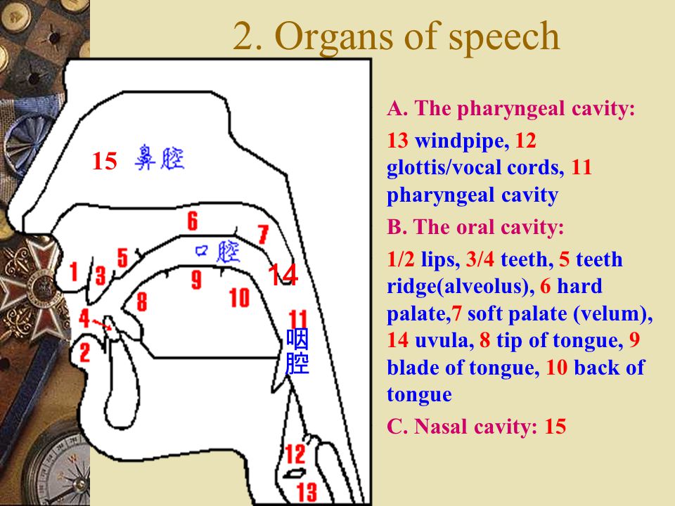 1. The respiratory tract