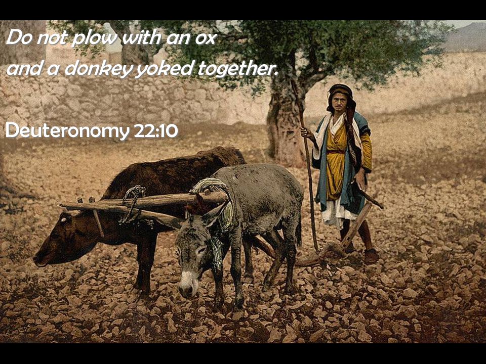 Do not plow with an ox and a donkey yoked together. Deuteronomy 22:10