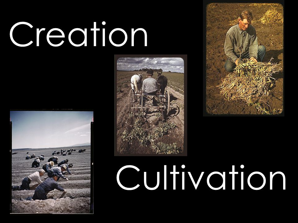 Creation Cultivation