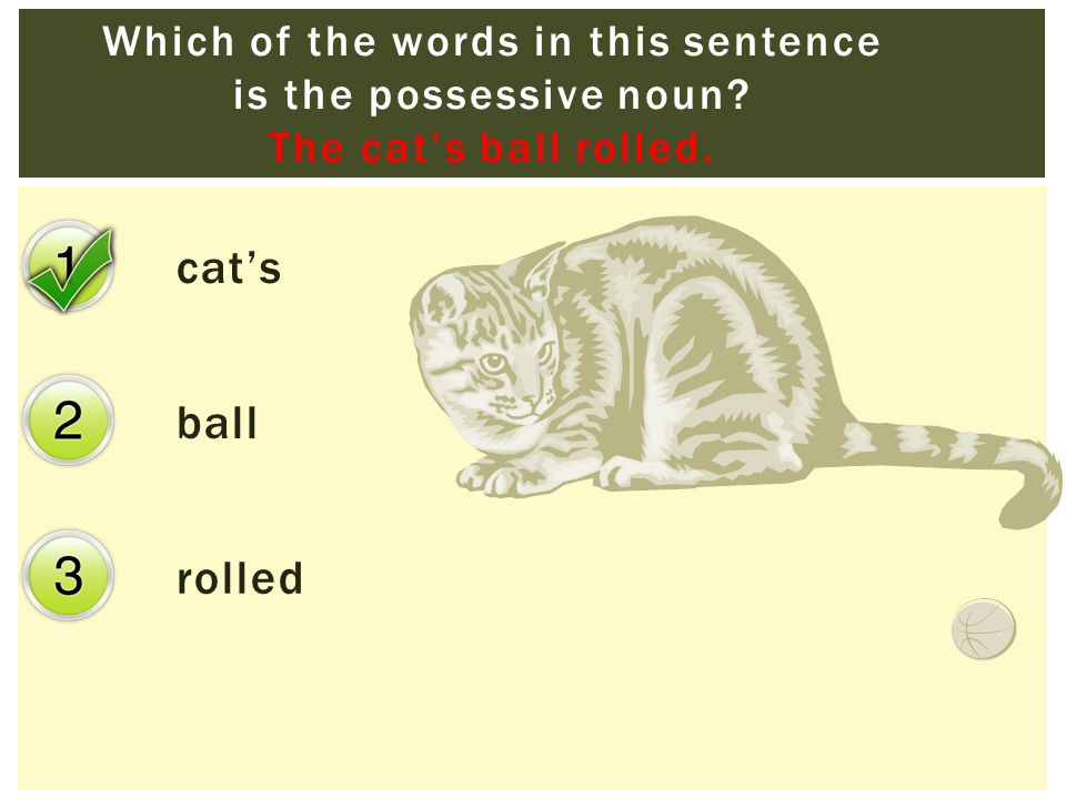 cat’s ball rolled Which of the words in this sentence is the possessive noun.